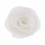 Obrazek RÓŻA CHIŃSKA MAŁA BIAŁA 310135 ROSE DECOR