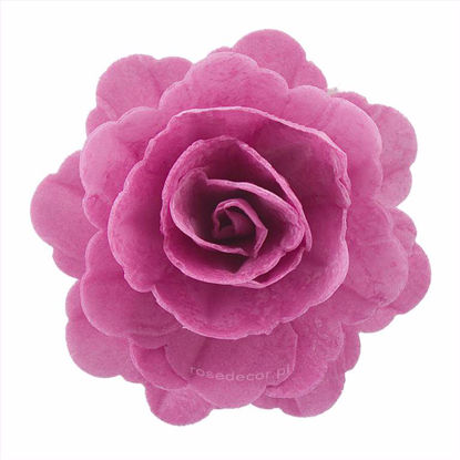 Obrazek RÓŻA CHIŃSKA DUŻA AMARANTOWA 322715 ROSE DECOR