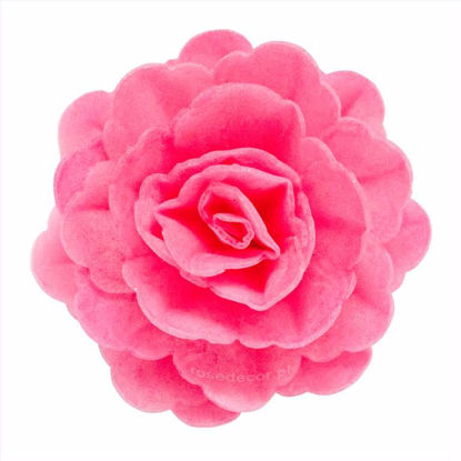 Obrazek RÓŻA CHIŃSKA DUŻA FUKSJA CIENIOWANA 324815 ROSE DECOR