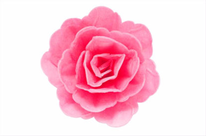 Obrazek RÓŻA CHIŃSKA ŚREDNIA FUKSJOWA 204818 ROSE DECOR