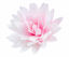 Obrazek ASTER PEONIOWY RÓŻOWY CIENIOWANY 440801 ROSE DECOR