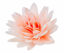 Obrazek ASTER PEONIOWY ŁOSOŚ CIENIOWANY 442301 ROSE DECOR
