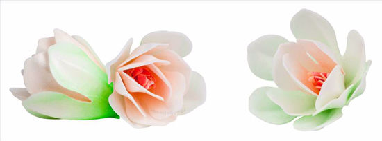 Obrazek MAGNOLIA BIAŁA WA500106 ROSE DECOR 